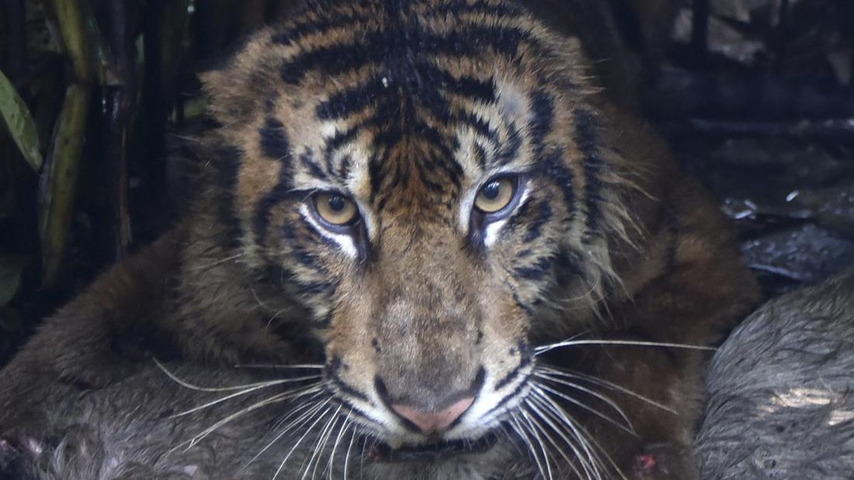Kemenhut Tangkap Harimau Sumatera Terkam Ternak Warga di Sumbar