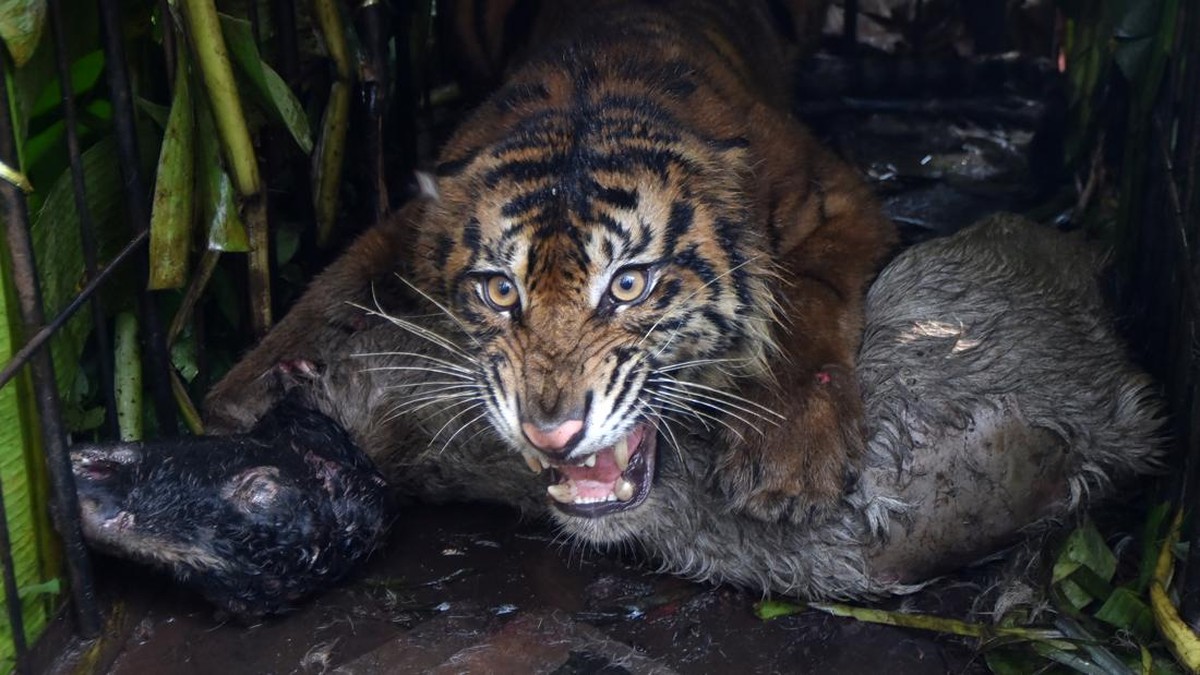 Evakuasi Harimau Sumatra Masuk Perangkap di Agam
