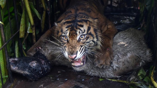 Evakuasi Harimau Sumatra Masuk Perangkap di Agam