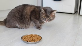 Penyebab kucing malas makan.