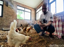 Rahasia Kamar 4x4 Meter di Bandung yang Tak Bau Meski Dihuni 22 Ayam