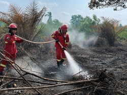 Karhutla Puluhan Hektare di Lahan Gambut Jambi Dilakukan Pendinginan