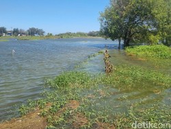 Puluhan Hektare Sawah di Bantul Kebanjiran Imbas Gelombang Laut Tinggi