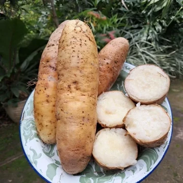 8 Umbi-umbian Khas Indonesia, Ada Kimpul hingga Gembili