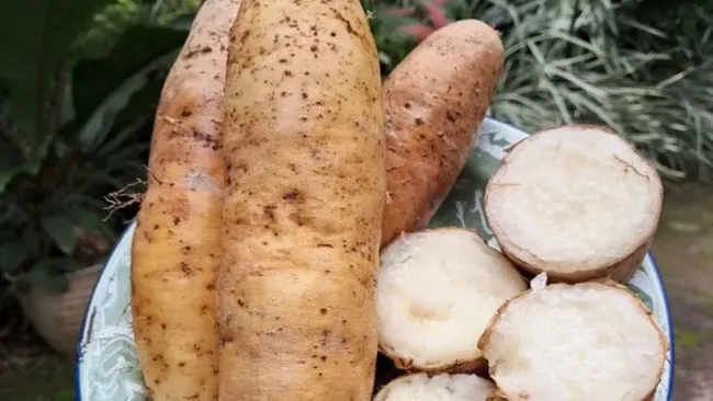 Umbi-umbian Khas Indonesia