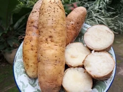 Lagi Viral! Ini Bedanya Kimpul dan Umbi-umbian Lainnya