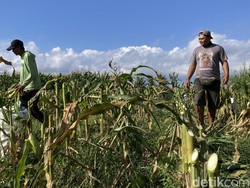 Hasil Panen Melimpah, Petani Jagung Klungkung Berharap Diserap SPPG