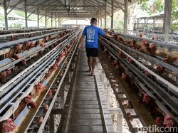 Peternak Ayam di Parepare Menjerit, Harga Jual Telur Anljok-Harga Pakan Naik