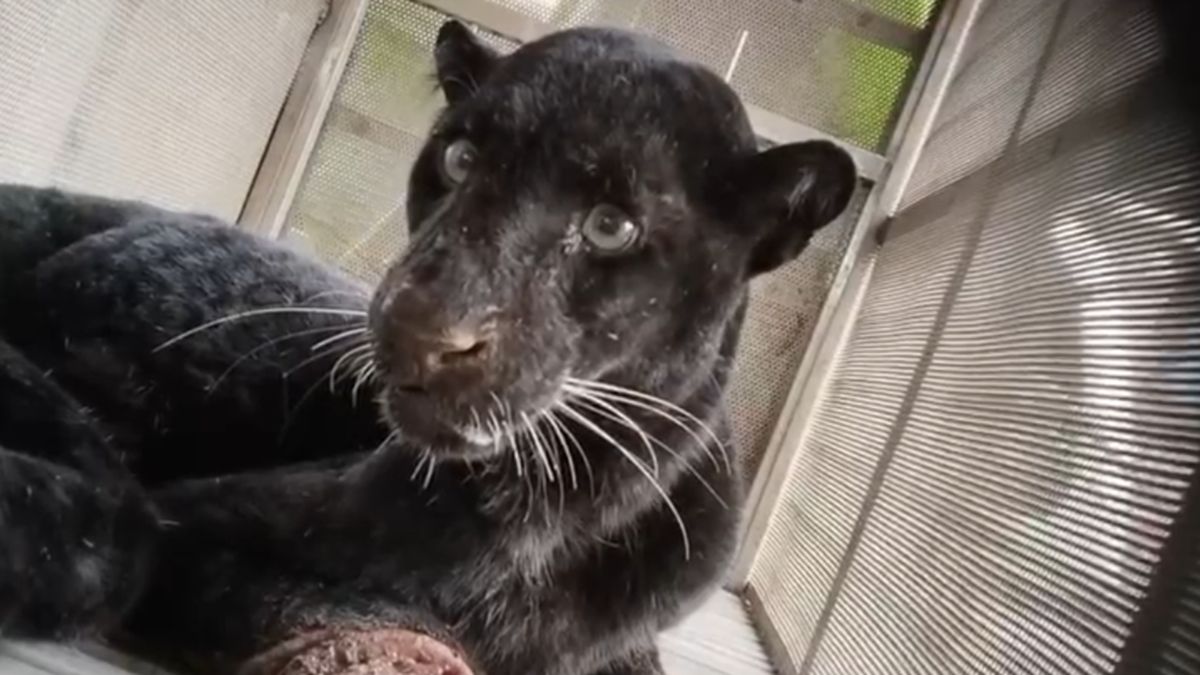 Macan Kumbang Lapar Satroni Kampung di Batang, Ternak Dimakan