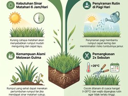 Biar Nggak Mudah Layu, Ini 6 Fakta soal Rumput Jepang yang Wajib Diketahui