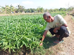 Kisah Jamil Ubah Lahan Tidur Desa di Cirebon Jadi Kebun Kangkung Produktif