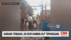 Kandang Terbakar, 100 Ekor Kambing Ikut Terpanggang