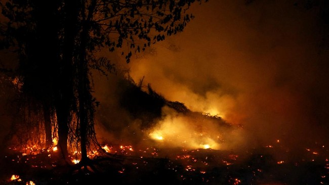 Penampakan Api Besar Hanguskan Hutan Kalimantan, Asap Membubung Tinggi