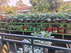 Keren! Warga Baciro Jogja Sulap Gang-Selokan Jadi Kebun Sayur Organik