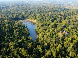10 Negara dengan Hutan Terluas di Dunia, Indonesia Nomor Berapa?