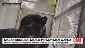 Macan Kumbang Masuk Permukiman Warga