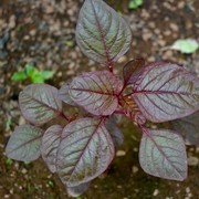 7 Manfaat Mengonsumsi Bayam Merah, Sayuran Unik yang Kaya Nutrisi