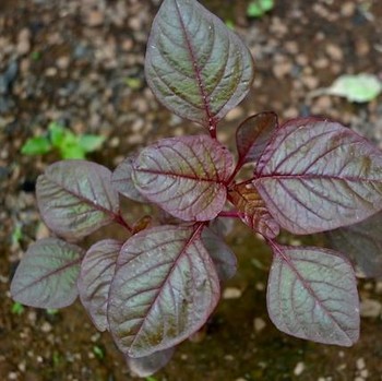 7 Manfaat Mengonsumsi Bayam Merah, Sayuran Unik yang Kaya Nutrisi