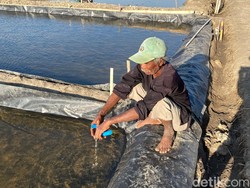 Cerita Petambak Garam Cirebon Bertahan Hidup di Lahan Sisa Abrasi