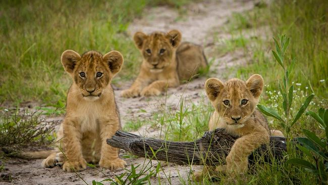 Three lions cubs at play, Okavango Delta