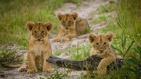 Three lions cubs at play, Okavango Delta