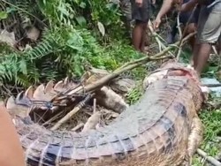 Gigit Pencari Ikan di Kubar, Buaya Sepit Berakhir Jadi Santapan Warga