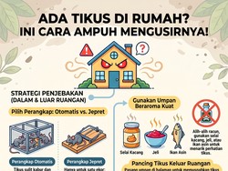 Infografis: Setiap Malam Tikus Bikin Bising di Rumah? Begini Cara Usirnya