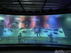 Kibaran Merah Putih Raksasa di Bawah Air Pangandaran