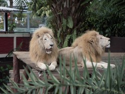 Penjelasan Jatim Park 2 Soal Viral Singa Kurus di Batu Secret Zoo