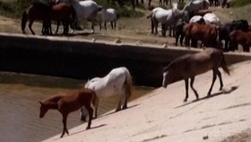 thumbnail video kuda bosnia terancam