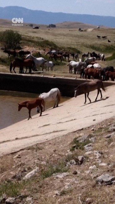 thumbnail video kuda bosnia terancam