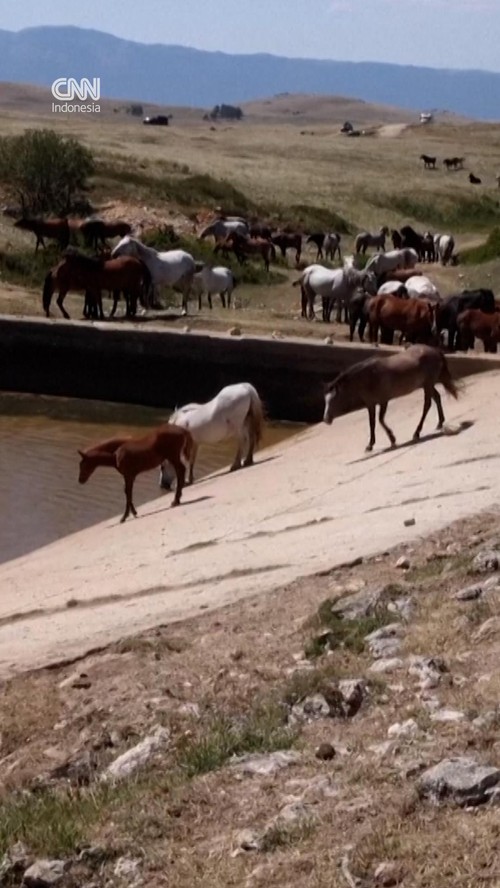 thumbnail video kuda bosnia terancam