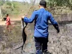 2 Ular Piton Ikut Dilalap Api Saat Kebakaran Lahan di Boyolali