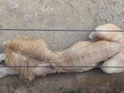Viral Kondisi Singa di Jatim Park 2 Kota Batu Sangat Kurus