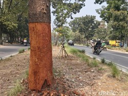 Pohon di Jalan Pahlawan Bandung Dikuliti OTK