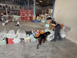 Paket Ganja di Balikpapan Terendus K9: Pemesan Diciduk, Pengirim DPO