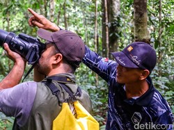 Lalut Birai: Destinasi Fotografer Satwa untuk Memotret Burung Langka Borneo