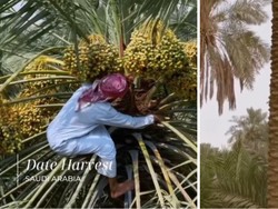 Panen Kurma di Arab Saudi, Petani Manjat Pohon Demi Ambil Buah