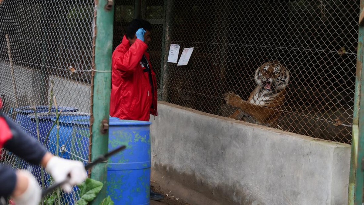 A female tiger reacts before being sedated at the former Lujan Zoo, which closed in 2020 amid concerns over animal welfare, during the transfer of 15 big cats to the United States and 15 others to South Africa by animal welfare organisation FOUR PAWS