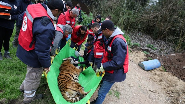 A sedated female tiger is carried to a pickup truck at the former Lujan Zoo, which closed in 2020 amid concerns over animal welfare, during the transfer of 15 big cats to the United States and 15 others to South Africa by animal welfare organisation