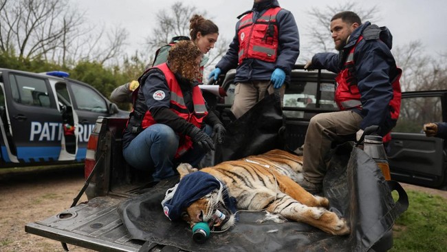 A sedated female tiger is loaded into the back of a pickup truck at the former Lujan Zoo, which closed in 2020 amid concerns over animal welfare, during the transfer of 15 big cats to the United States and 15 others to South Africa by animal welfare