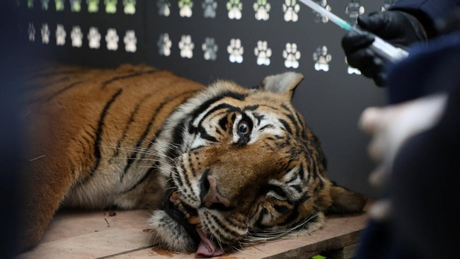 A sedated female tiger lies inside a transport cage at the former Lujan Zoo, which closed in 2020 amid concerns over animal welfare, during the transfer of 15 big cats to the United States and 15 others to South Africa by animal welfare organisation