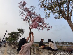 Cantiknya Jalan Madukoro Semarang Berhias Tabebuya