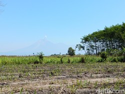 Gunung Semeru Erupsi, Guguran Lava Pijar Meluncur 1 Km ke Besuk Kobokan