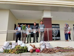 Dituduh Mencuri, Tiga Petani di Bengkulu Bayar Denda Rp 3 Miliar Pakai Pisang-Ubi
