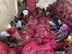 Kisah Buruh Kupas Bawang di Klungkung, Dibayar Rp 1.000/Kg-Kerja Sejak Subuh