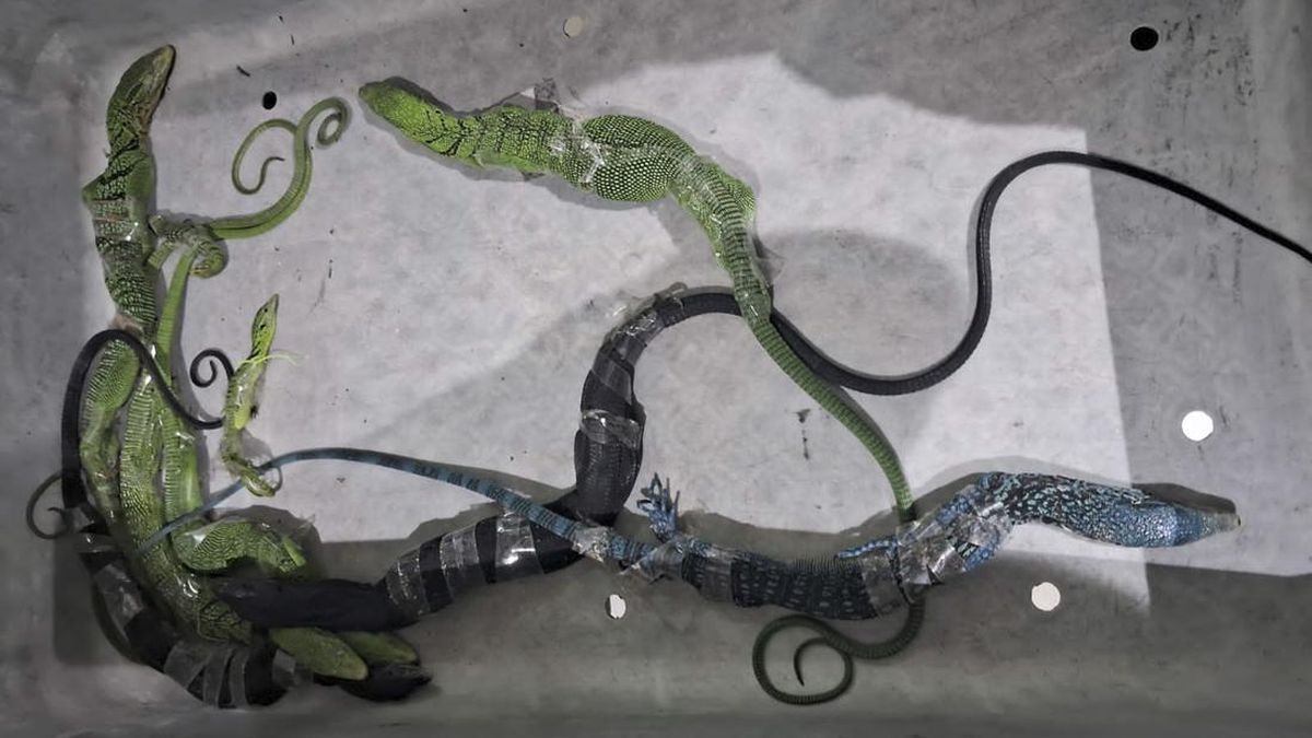 Selundupkan 8 Biawak di Koper, WN Korsel Diciduk di Bandara Soetta