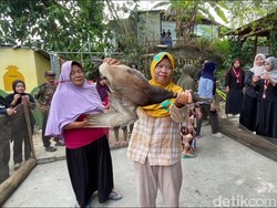 Meriahnya Lomba Tangkap Bebek Sambut Perayaan HUT ke-81 RI di Lamongan