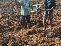 Ular Piton 3 Meter Bikin Kaget Tukang Traktor Lahan di Popongan Karanganyar