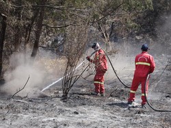 Kebakaran Kawasan Bromo Padam, Petugas Sisir Sisa Bara Api